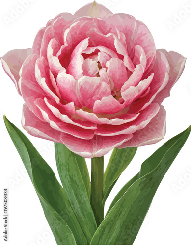 A delicate pink and white rose in full bloom with green foliage isolated on transparent background, Vector