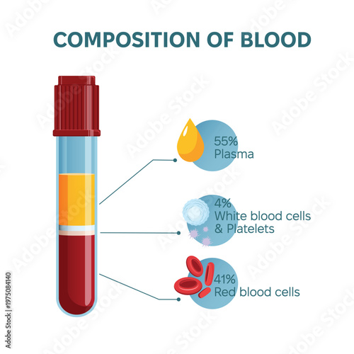 Composition of blood infographic vector illustration. Laboratory test tube and kinds of blood cells, plasma, platelets, white blood cells and red blood cells percentage.