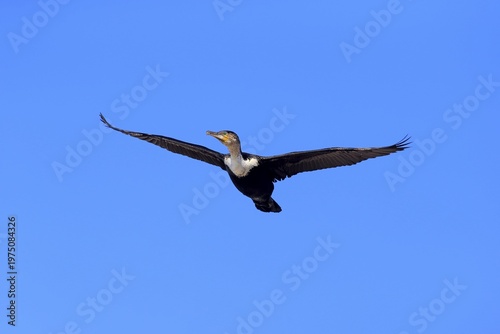White-breasted Cormorant (Phalacrocorax carbo Lucides), in flight, Betty's Bay, Western Cape, South Africa