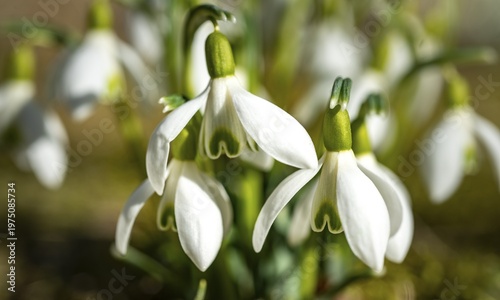 Snowdrops (Galanthus nivalis), flower, Bavaria, Germany