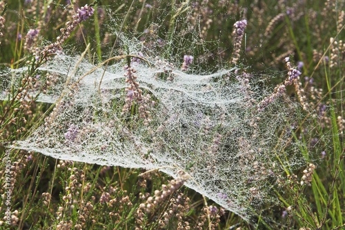 Spider webs with dew drops in Common Heather (Calluna vulgaris), Emsland, Lower Saxony, Germany