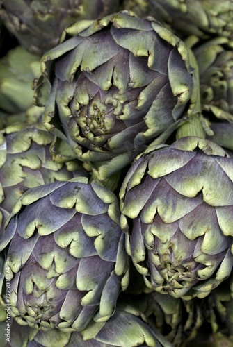 Artichokes / (Cynara scolymus)