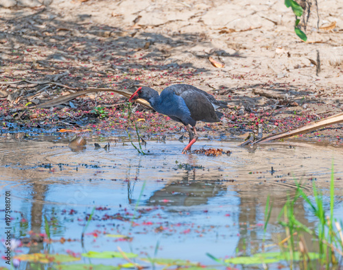 Purple Swamphen Foraging in the Marsh