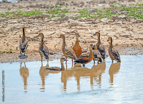 Plumed and Wandering Whistling Ducks on a River Bank