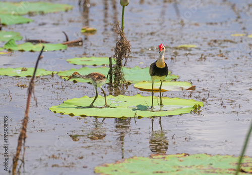 A Comb Crest Jacana Mother and Chick on a Lily Pad