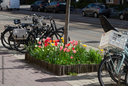 Colorful tulips in a roadside flower bed in an Amsterdam street.