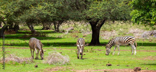 Photography Zebras walking in a green meadow and eating grass