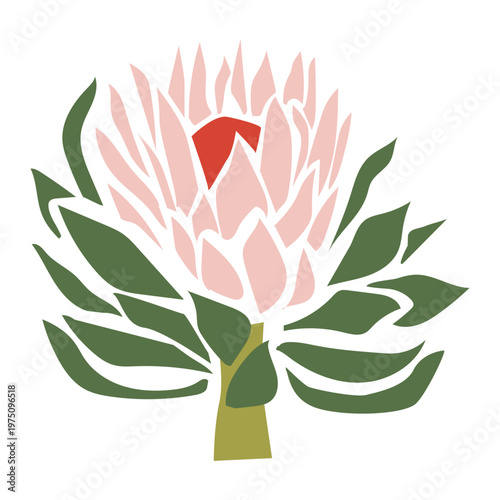 Stylized handdrawn Protea Flower 