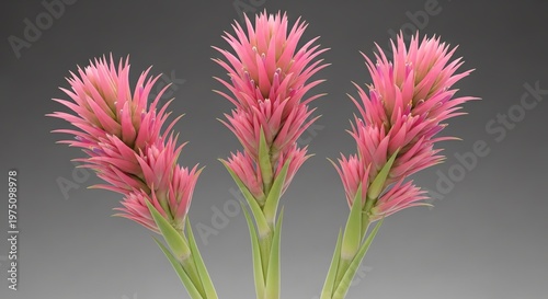 Three pink flowering plants with green stems and spiky petals  closeup view