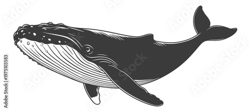 Humpback whale swimming, side view, vintage monochrome vector illustration for ocean life mascot or marine design