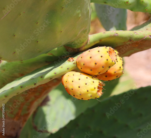 Obraz na płótnie Opuntia ficus-indica Indian fig opuntia barbary fig tuna growing near to the sea in the summer time
