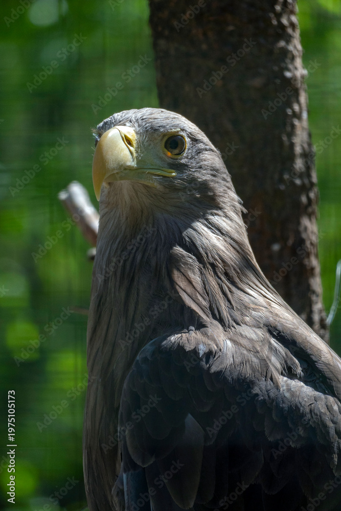 Obraz premium Eagle stands on a branch in a natural setting with greenery and sunlight shining through in the background