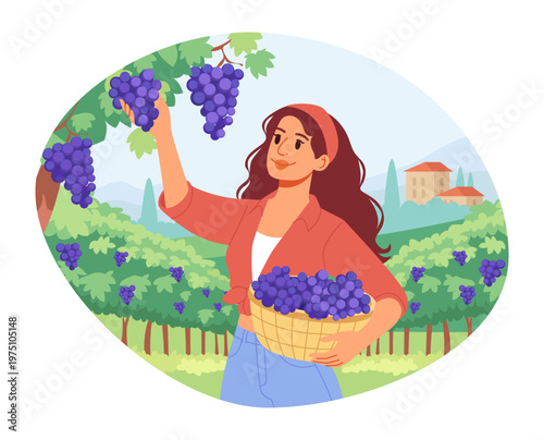 Harvesting Concept. Woman Farmer with Basket Gathering Grapes on Vineyard Plantation. Flat Vector Illustration.