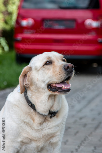 Yellow labrador retriever in summer close up portrait.