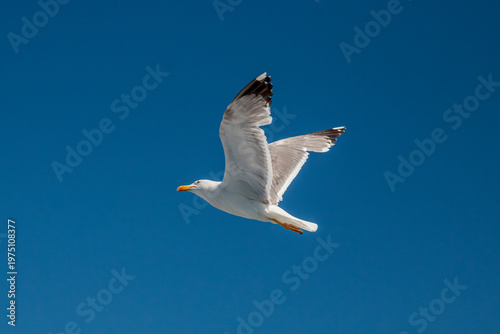 Seagull in flight over the sea in Greece.