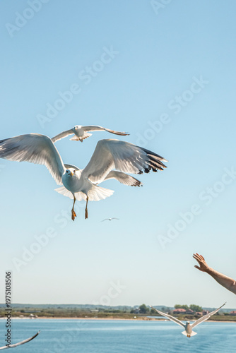 Seagull in flight over the sea in Greece.
