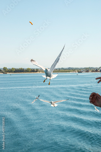 Seagull in flight over the sea in Greece.