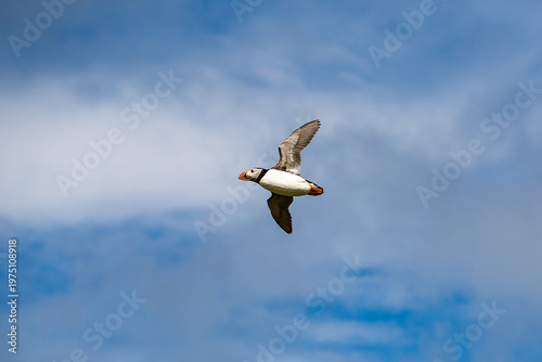 Atlantic puffin flying near the isle of May in Scotland. The puffins breed on the isle of May, a small island in the Firth of Forth.