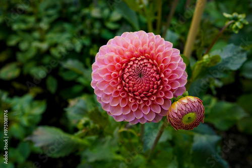 Close-up of a pink Dahlia flower