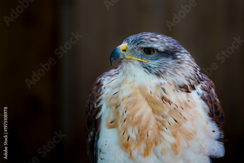 Close-up of a Ferruginous hawk 