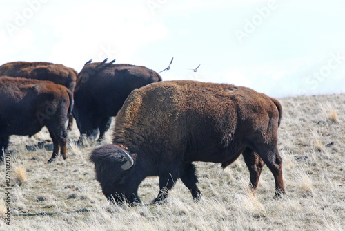 Bison on Antelope Island, Utah, in winter	