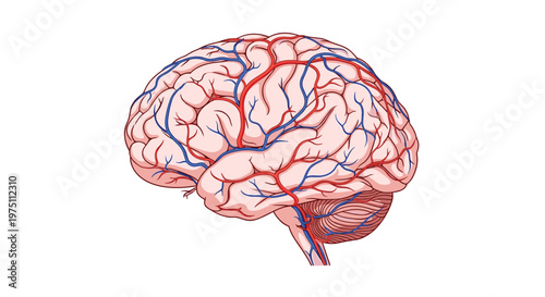 Detailed anatomical illustration of a human brain shows intricate red arteries and blue veins against a clean white background in a scientific style.