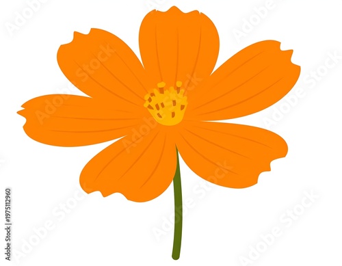 A vibrant, stylized illustration of a single orange cosmos flower with a yellow center and green stem, set against a stark white backdrop