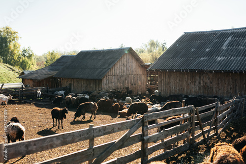 Sheep and goats on traditional rural farm in warm golden sunlight