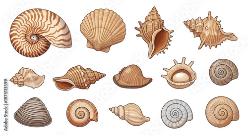 Detailed assortment of realistic seashells including nautilus, scallops, and spiral shells arranged on a clean white background with earthy color tones.