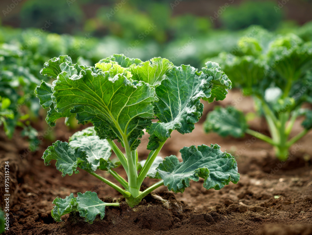 Naklejka premium Rows of healthy green kale plants growing in fertile soil under natural light in a cultivated agricultural field setting for fresh vegetable farming