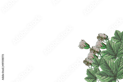 Bild auf Leinwand Vintage botanical illustration of a blooming plant with green leaves and pale pink flowers in the bottom right corner against a transparent background with copy space