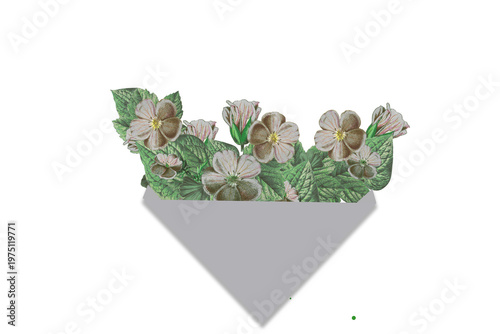 Vintage engraved floral illustration emerging from a modern grey geometric triangle on a transparent background.