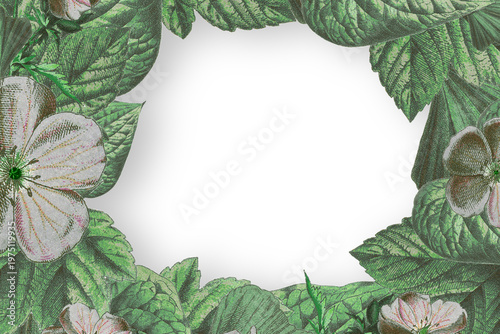 Botanical illustration frame background with vintage engraved green leaves and white flowers around blank copy space