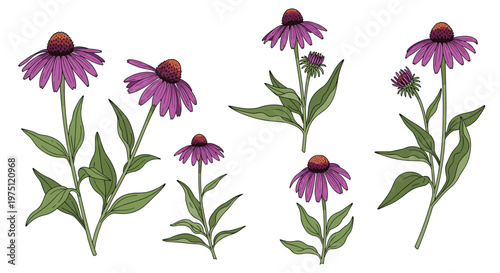 Botanical collection of five purple coneflower plants featuring lush green leaves and dark textured centers arranged neatly on a crisp white background.
