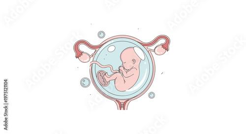 Detailed medical illustration of a developing human fetus inside the womb with visible umbilical cord and placenta on a pristine white background.