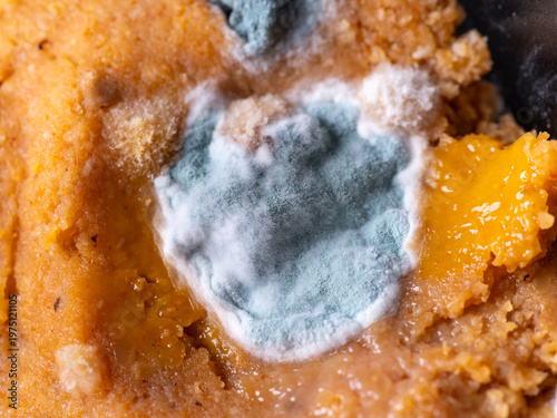 Old food covered in mold.