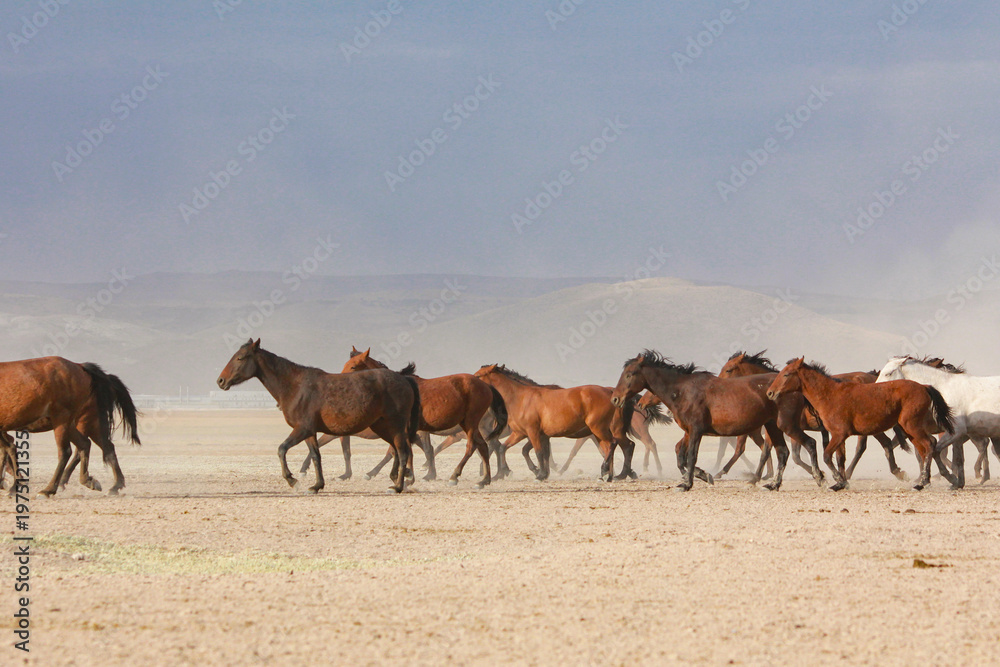 Fototapeta premium Herd of wild horses trotting across open desert plain