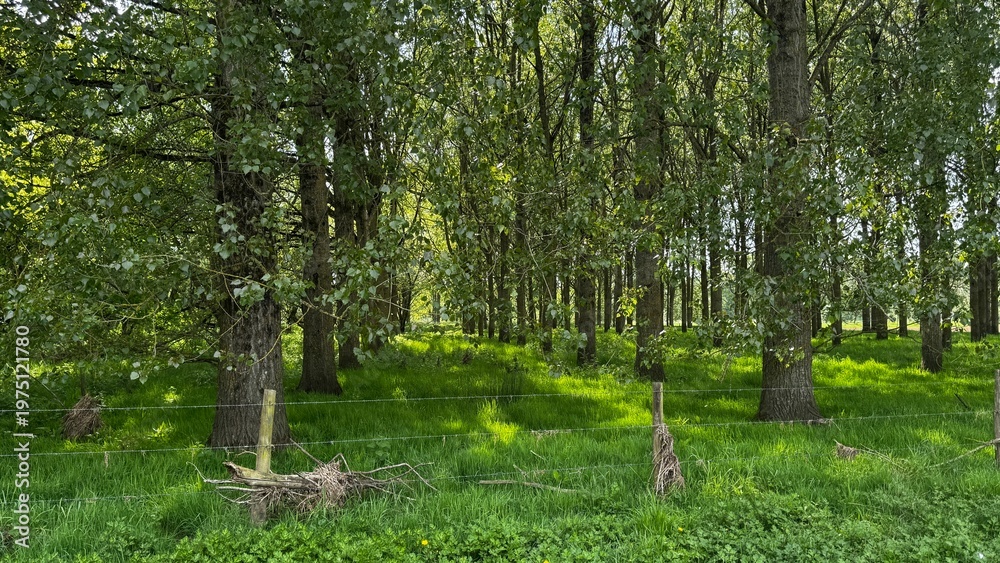 Obraz premium Lush green summer woodland with tall trees and a rustic wire fence in the foreground.
