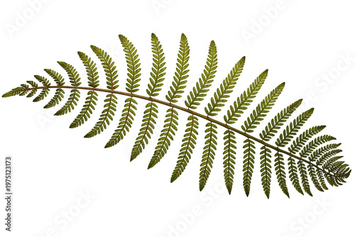 Green fern frond from a plant, displaying intricate natural pattern and texture, isolated with a transparent background
