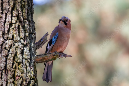 Fotografia Eurasian jay (Garrulus glandarius) perched