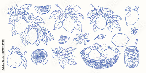 Lemons, leaves, and flowers in delicate blue ink sketches. Branches, slices, and a basket full of fruit fill the scene. Jar of preserved lemons adds rustic charm. Simple line art evokes freshness
