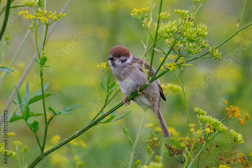 A close-up portrait of a juvenile Tree sparrow (Passer montanus) perched on a slender green plant stem. The fledgling is captured against a soft, lush green background on a warm summer evening.