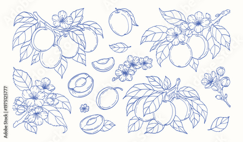 Blue line drawing features plums, leaves, and flowers. Plums hang from branches with green foliage. Some plums are sliced, revealing inner flesh. Delicate blossoms add natural beauty