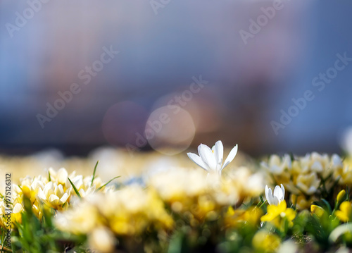 Many yellow daffodils and white crocus flowers grow in a spring sunny park