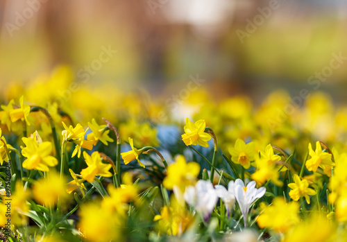 many yellow daffodils flowers grow in spring sunny park