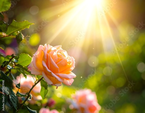 A vibrant, sunny garden scene features a peach-colored rose in full bloom, illuminated by bright rays. The green foliage adds to the natural beauty