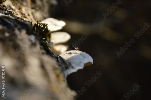 Φωτογραφία White Bracket Fungus with a Delicate Seed