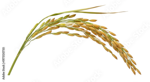 Golden Rice Ear with Green Stem