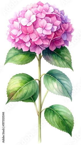 A vibrant watercolor illustration showcases a pink and purple hydrangea blossom, fully open, atop a green stem with lush leaves