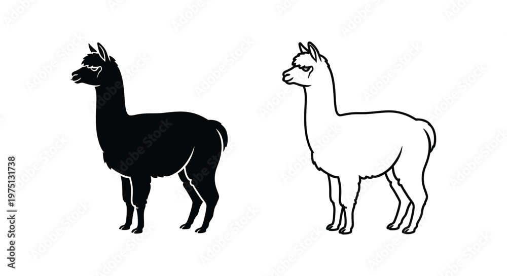 Fototapeta premium Alpaca vs Llama: Differences Explained Vector